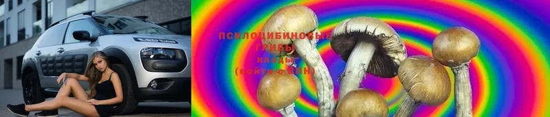 где найти   Когалым  Псилоцибиновые грибы Cubensis 